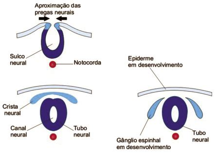 Esquecimento Cauda De Fenda