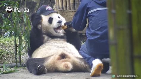 Fat Panda Bodog