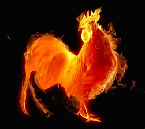 Fire Rooster Brabet