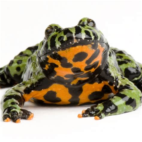 Fire Toad Betsson