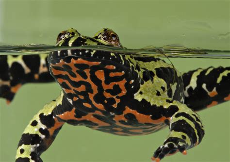 Fire Toad Betsul