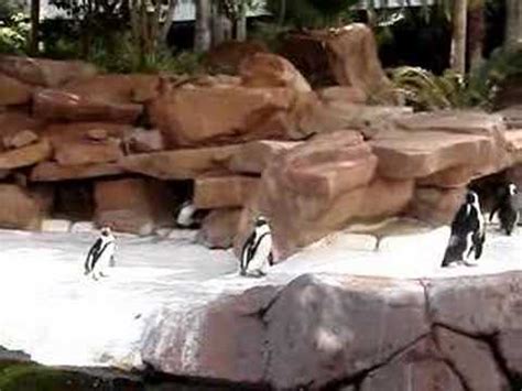 Flamingo Casino Pinguins