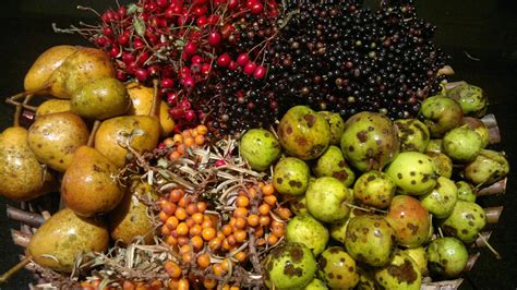 Fruits In The Wilderness Betsul