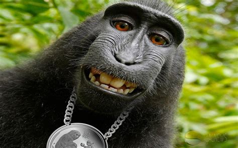 Funny Monkey Pokerstars