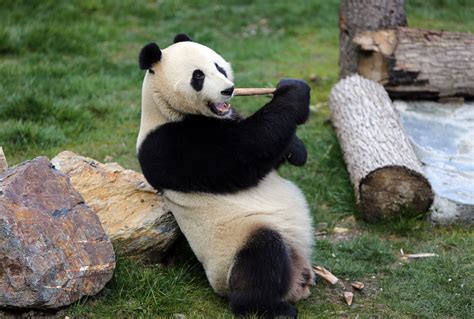 Giant Panda Bodog