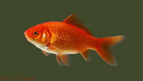 Goldfish Betano