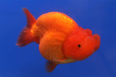 Goldfish Betsul