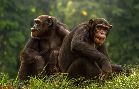 Great Apes Novibet