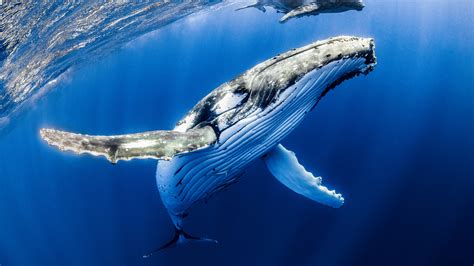 Great Whale Netbet