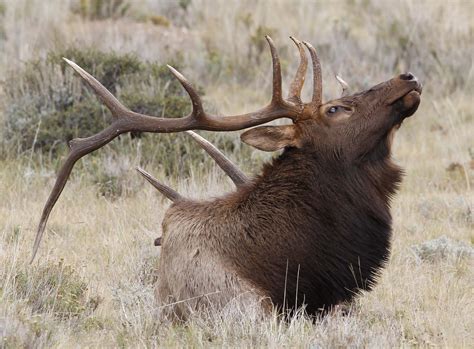 Great Wild Elk Bodog