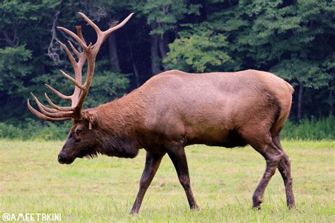 Great Wild Elk Brabet