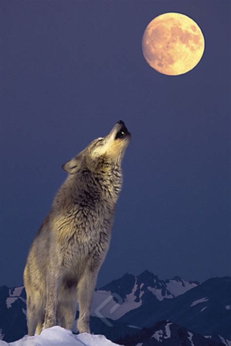 Howling At The Moon Sportingbet