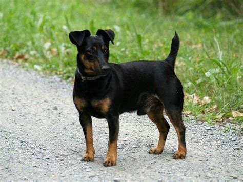 Jack Russell Preto Mistura De Laboratorio Total Cresceu