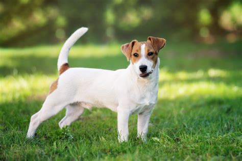 Jack Russell Terrier Preto Mistura De Laboratorio