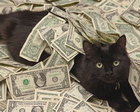 Jogue Cash Cats Online