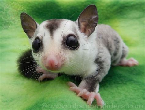 Jogue Sugar Glider Online