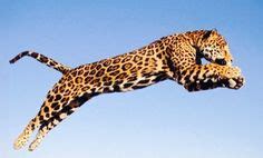Jumping Jaguar Blaze
