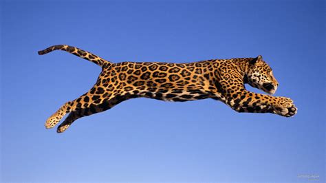 Jumping Jaguar Bodog