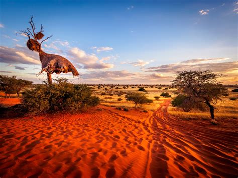 Kalahari Safari Sportingbet