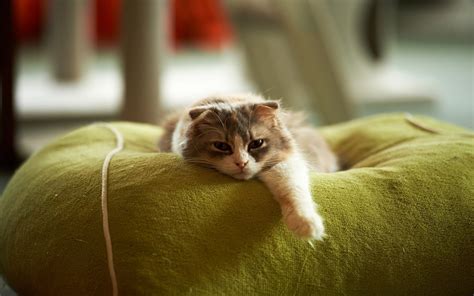 Kitten Rest Bwin