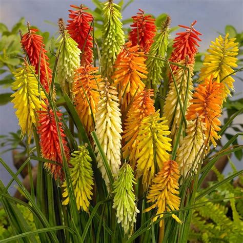 Kniphofia Uvaria Flamenco Red Hot Poker