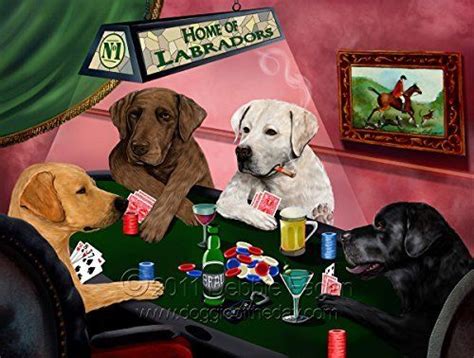 Labrador Tigres De Poker