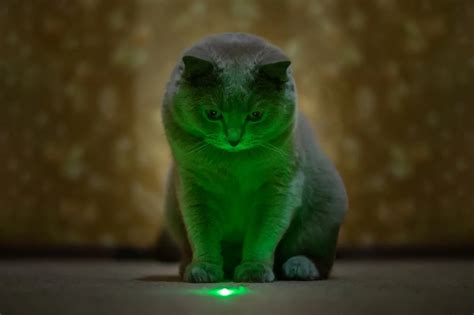 Laser Cats Review 2024