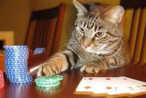 Legal Gatos Casino