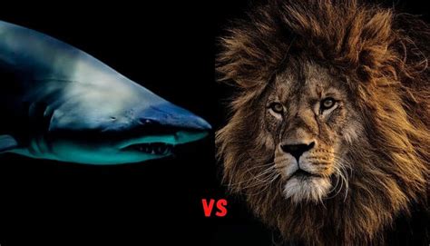 Lion Vs Shark Betfair