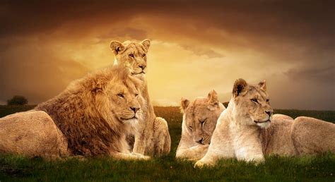 Lions Pride Betway
