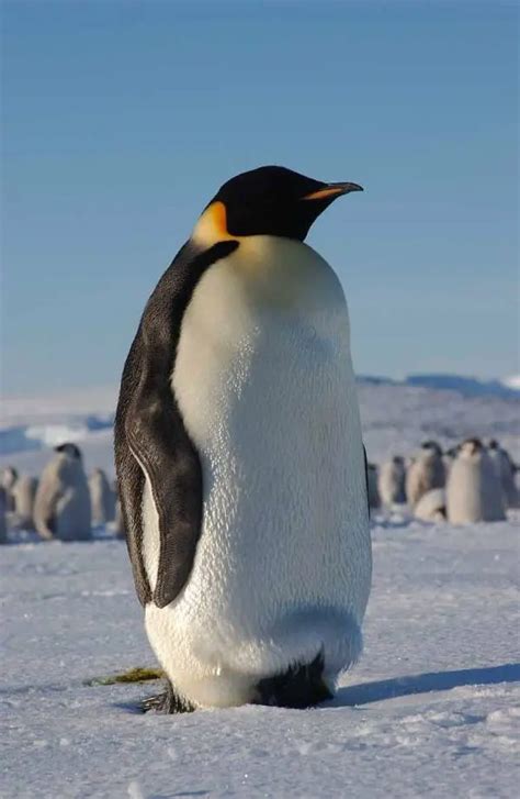 Livre Pinguim De Alimentacao De Maquina De Fenda