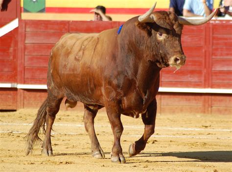 Los Toros Netbet