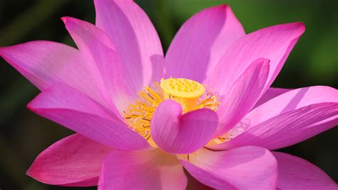 Lotus Flower Sportingbet