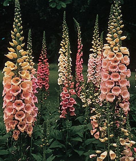 Lucky Foxglove Betano