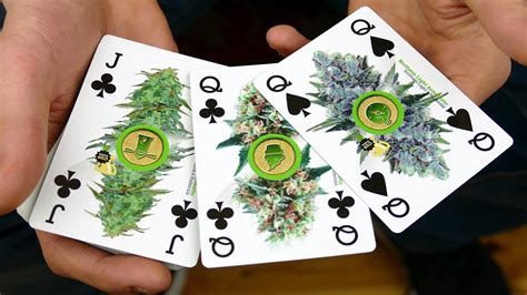 Maconha Poker