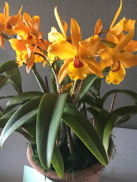 Mandarin Orchid Netbet