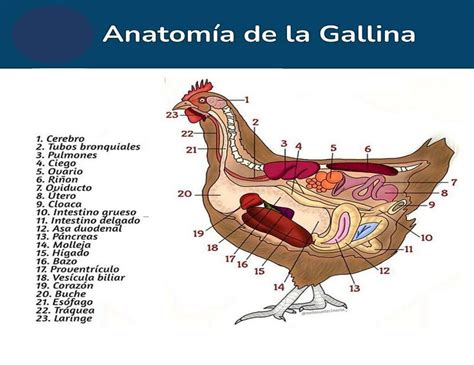 Maquina De Fenda Gratis Da Barra De La Gallina