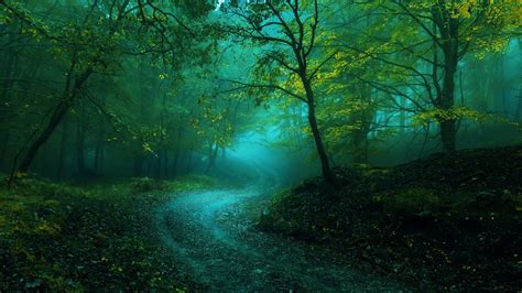 Misty Forest Bwin