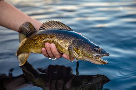 Mn Walleye Slot Limites