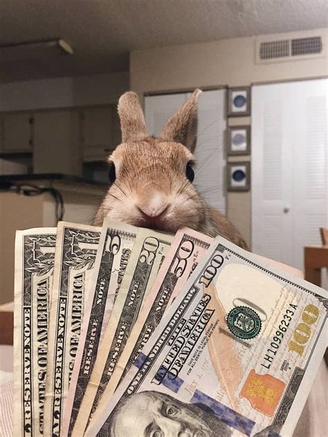 Money Bunny Novibet