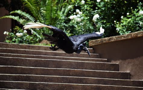 Montecasino Show De Aves Vezes