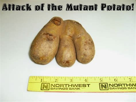 Mutant Potatoes Brabet