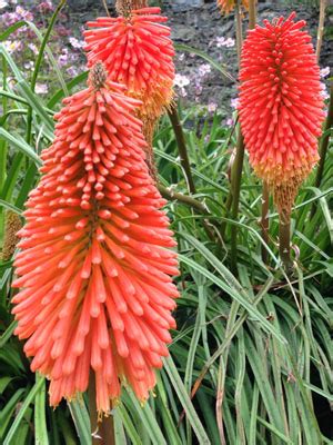 O Regal Red Hot Poker