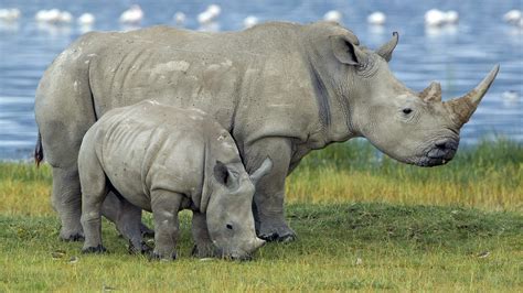 O Rinoceronte Preto Slots
