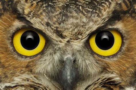 Owl Eyes Betfair