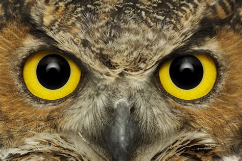 Owl Eyes Brabet
