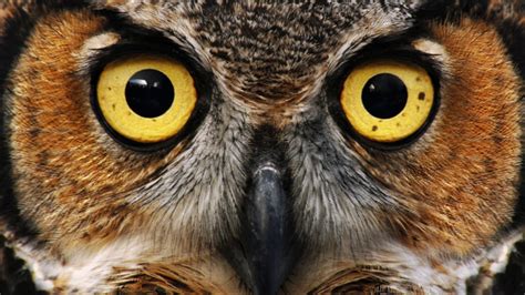Owl Eyes Nova Betsson