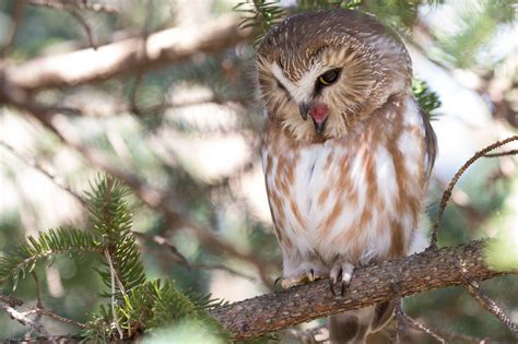 Owl In Forest Bodog