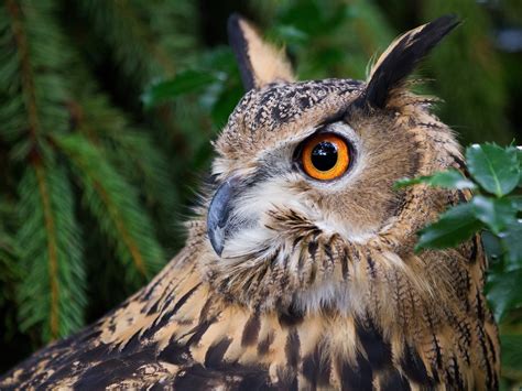 Owl In Forest Brabet