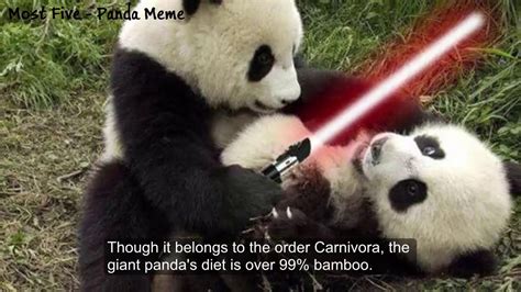 Pandameme Bodog